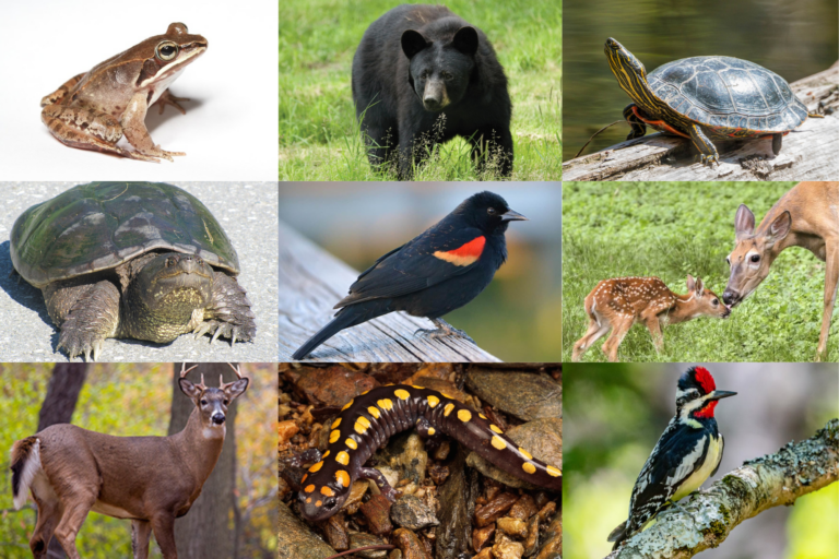 collage of animals