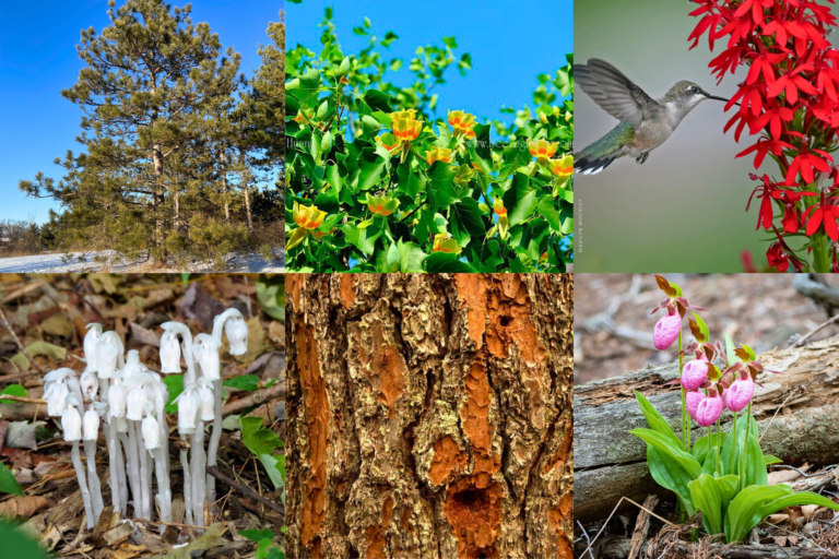 collage of flowers, plants, and wildlife