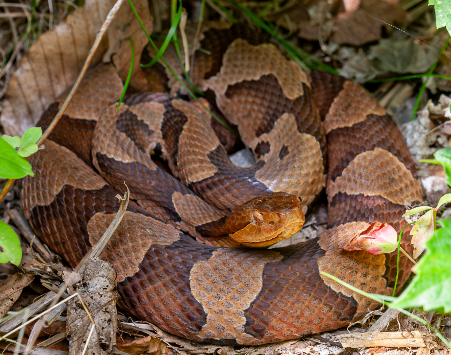 Wildlife At Risk: Eastern Copperhead - The New Jersey School of
